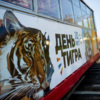 Тигр будто нарисован красками, но это просто пленка — newsvl.ru