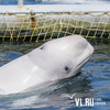 В Greenpeace призвали до начала холодов выпустить всех белух из «китовой тюрьмы»
