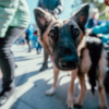 Собаки с любопытством осматривали людей — newsvl.ru