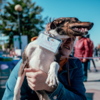 Людей собаки любят и всеми силами стараются это показать — newsvl.ru