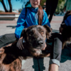 Цель фестиваля – познакомить собак с возможными будущими хозяевами — newsvl.ru