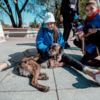 Собакам внимание людей понравилось — newsvl.ru