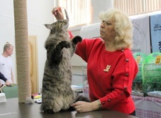 Корниш-рексы впервые стали одной из самых популярных пород на выставке кошек в Комсомольске 