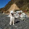 Волонтеры очистили от мусора побережье острова Рикорда и мыса Тобизина (ФОТО)