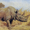 Останки нового для Приморья вида носорогов найдены в пещере на «Земле леопарда» (ФОТО)