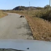 Семья дальневосточных леопардов переходила дорогу в Краскино и попала на видео