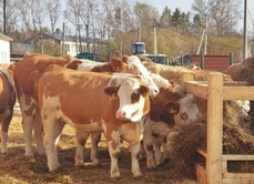Коров древнейшей породы привезли фермерам Хабаровского района 