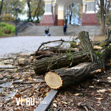 Возле Арки цесаревича во Владивостоке упало дерево 