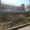 И в русле, и на берегу провели обрезку деревьев    — newsvl.ru