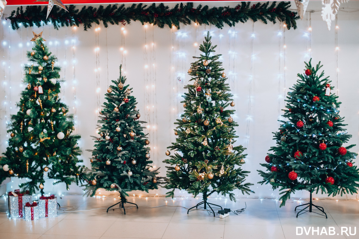 живая или искусственная елка. елка живая и искусственная. живая и искусственная ель. елка живая и искусственная. елка живая и искусственная.