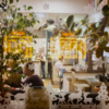 Олени, снежинки и елочки на окнах кафе — newsvl.ru