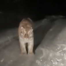 Тигр вышел на проселочную дорогу в Дальнереченском районе 