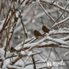 Снег во Владивостоке будет идти весь день и закончится 8 января — синоптики