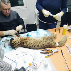 Раненому дальневосточному коту сделали операцию, животное в тяжелом состоянии 