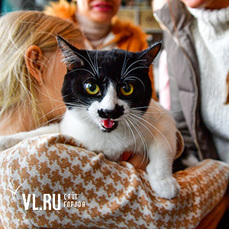 Выставку-раздачу котят во Владивостоке посетили более 500 человек