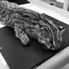 Редкий дальневосточный кот, которого поймали в Дальнегорске, умер