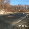 Великий мусорный путь: дорога к полигону ТБО на Холмистой усыпана отходами (ФОТО)