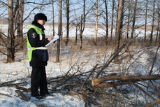 В трех парках Хабаровска вырубят деревья