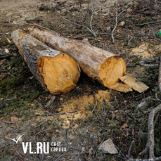 Полиция ищет причастных к незаконной рубке леса на территории природного памятника в Дальнегорске