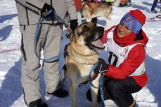 Овчарки на льду: более сотни собак выступили на соревнованиях по ездовому спорту в Комсомольске 