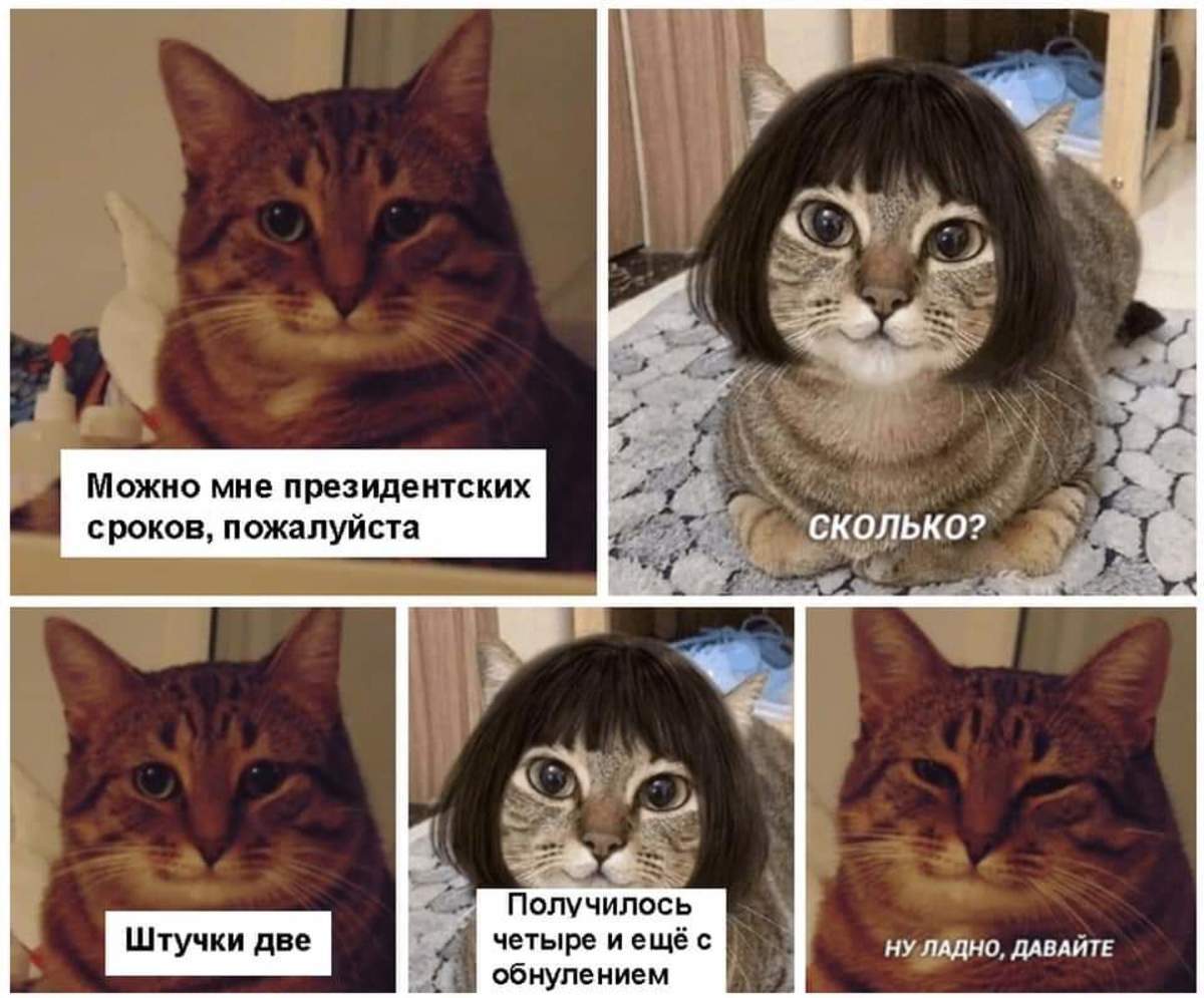 Кот Мем
