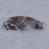 Спасенную в Хабаровском крае тигрицу будут лечить в Приморье (ФОТО)