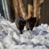 Холод и снег коты не любят — newsvl.ru