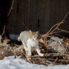 Многочисленные уличные котики начали выбираться из своих зимних убежищ — newsvl.ru