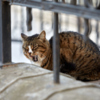 Коты даже зевают очаровательно — newsvl.ru