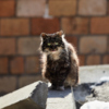 У многих котов сейчас обновляется шубка, поэтому выглядят они слегка потрепанно — newsvl.ru