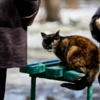 Сердобольные жители подкармливают котиков — newsvl.ru