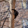 Котики с легкостью лазят по деревьям — newsvl.ru