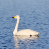 На озере Чан во Владивостоке вместе с утками и другими небольшими птицами поселился лебедь — newsvl.ru