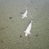 Двух белух предположительно из «китовой тюрьмы» увидели в Уссурийском заливе (ФОТО; ВИДЕО)
