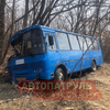 Автобус 29д на Русском острове врезался в дерево, уходя от столкновения (ФОТО)