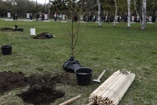 Сорок восемь деревьев вырубят в Комсомольске во время ремонта ЛЭП