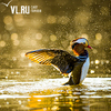 Вернувшиеся во Владивосток утки-мандаринки нежатся в лучах рассветного солнца