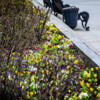 Всего в этом году клумбы, цветники, скверы и парки Владивостока украсят 400 тысяч цветов — newsvl.ru