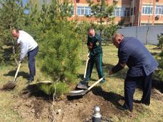 «Сад памяти» появился у священного места захоронения в Хабаровске 
