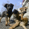 Во Владивостоке снова не нашлось желающих отлавливать бездомных животных