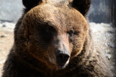 Мишкины сказки: семейство медведей из СНТ «Чапаевское» увезут далеко в лес