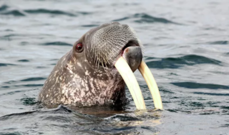 Суд наложил арест на шесть моржей из «китовой тюрьмы»