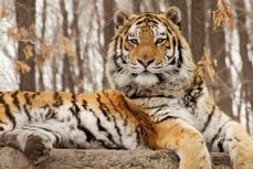 Тигр напал на ферму и убил жеребенка в Хабаровском крае