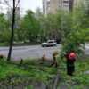 Выдано разрешение на вырубку более 700 деревьев — newsvl.ru
