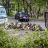 У застройщика есть разрешение на вырубку 700 деревьев — newsvl.ru