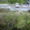 Деревья защищали людей от пыли и шума с дороги — newsvl.ru