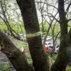 Деревья, которые пойдут под снос, отметили — newsvl.ru