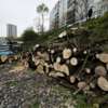Застройщик вырубает деревья под строительство на Красного Знамени — newsvl.ru