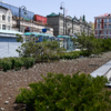 В центре города сосны прижились, но на клумбе их посадили слишком густо — newsvl.ru