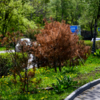 Специалисты администрации города уверены, что в ближайшее время деревья должны окрепнуть — newsvl.ru